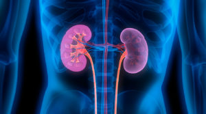 Nephrologists