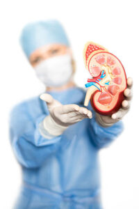 Medical model of kidney in the hands of the surgeon