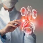 Female doctor touches virtual Bladder and Kidneys in hand. Blurred photo, handrawn human organ, highlighted red as symbol of disease. Healthcare hospital service concept stock photo