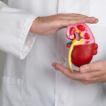 Nephrologist hands holding kidneys shape