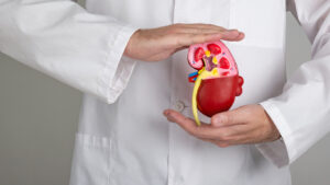 Nephrologist hands holding kidneys shape