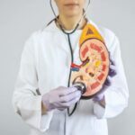 Nephrologist holding and showing and examining a human kidney model