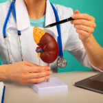 Nephrologist showing pen on plastic model human kidney closeup