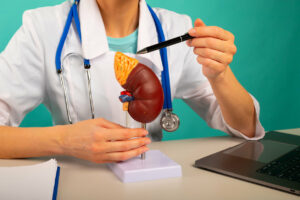 Nephrologist showing pen on plastic model human kidney closeup