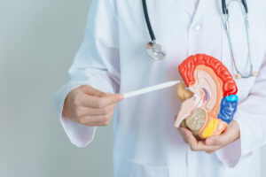 nephrologist showing the inside of the kidney