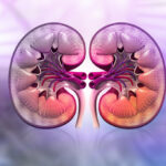 Animation image of the human kidney cross-section anatomy