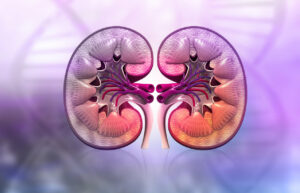 Animation image of the human kidney cross-section anatomy